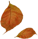 Leaf 3